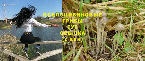 гашик Алексин