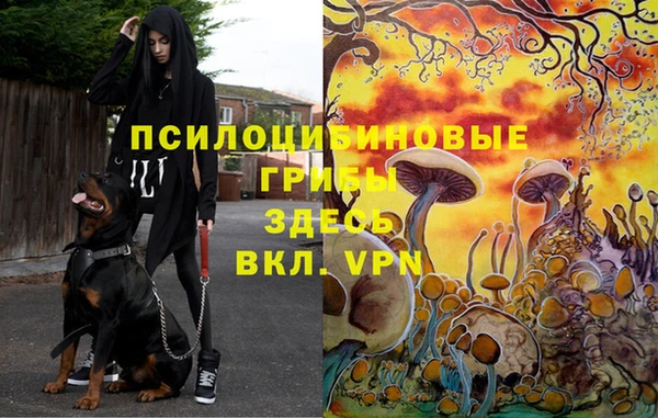прущие грибы Алексеевка