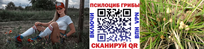 Псилоцибиновые грибы прущие грибы  даркнет сайт  Покров 